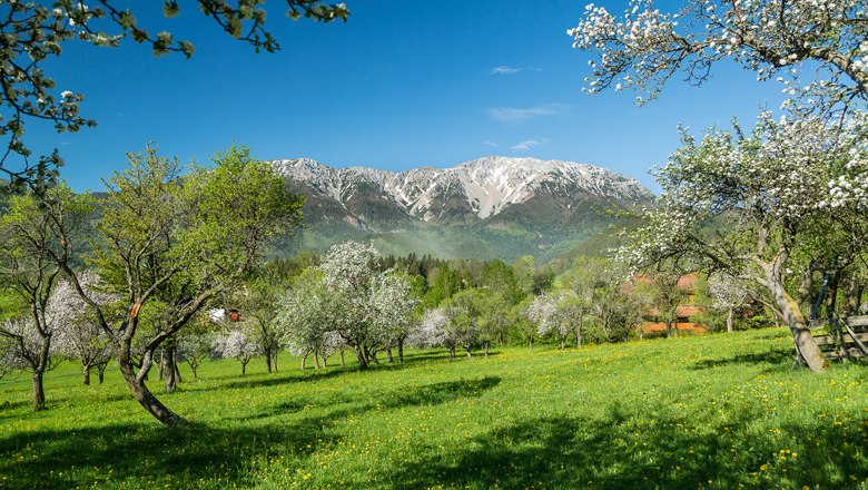 Schneeberg im Fr&uuml;hling, &copy; N&Ouml;VOG/Zwickl